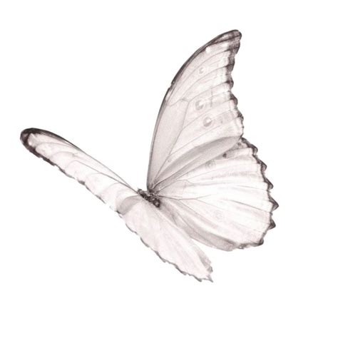 White Butterfly Aesthetic Overlay