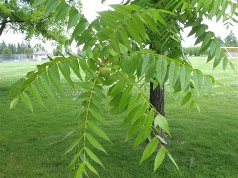 The World´s Tree Species: Eastern Black Walnut - Juglans nigra