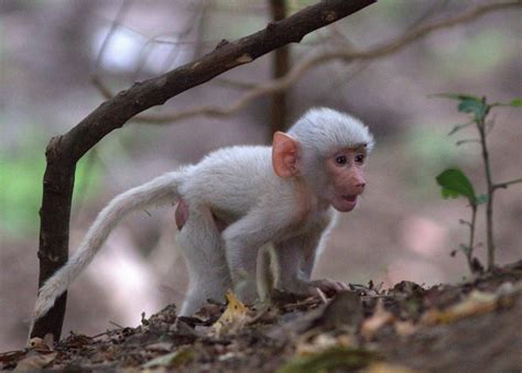 White Wolf : White baby baboon found in Zambia (Photos)