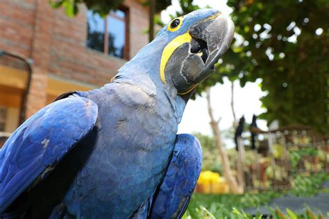 12 Blue Macaw Facts You Should Know Before Keeping Them | by Pets Of ...