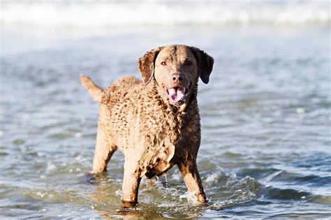 10 Best Dog Breeds for Swimming and Water Activities