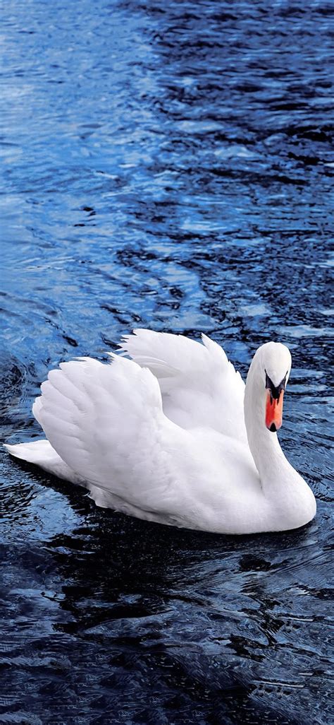 Beautiful Swan Swimming In Blue Water 4K Wallpaper [2610x5655] and [1080x2340] : r/WallpaperMax