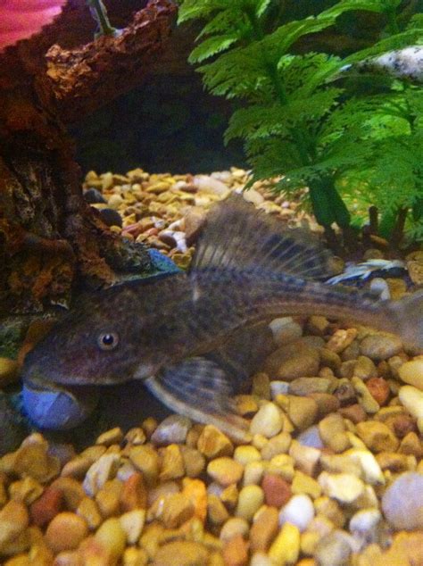 Sucker fish! | Fish, Plecostomus, Fish pet