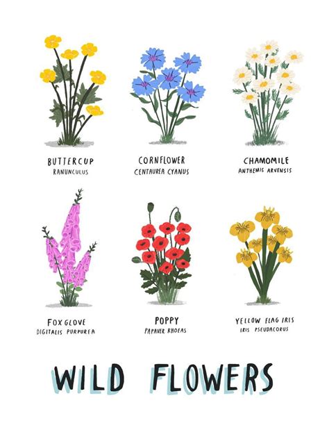 Wild Flowers print (unframed) by Alex Foster in 2021 | Wildflower garden, Wild flowers, Flower ...