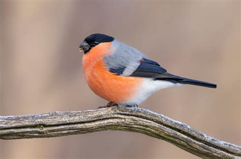 Bullfinch by PaulaDarwinkel on DeviantArt