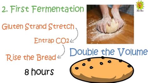 Yeast Fermentation In Bread