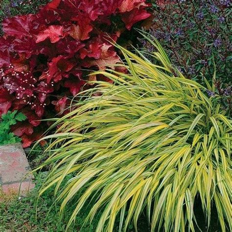 +39 That will motivate you ornamental grasses full sun - futthome | Grasses landscaping ...