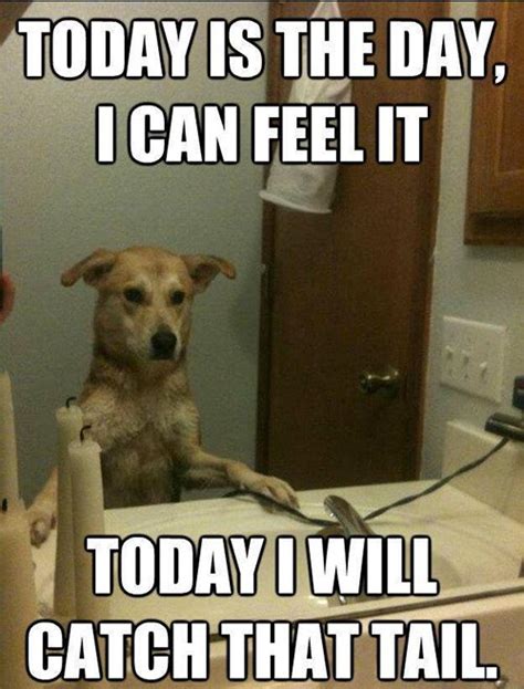 14 Hilarious And Adorable Dog Memes Guaranteed To Put You In A Good Mood - Part 3