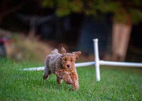 Best Ways to Train Your Puppy at Home | Fox Creek Farm