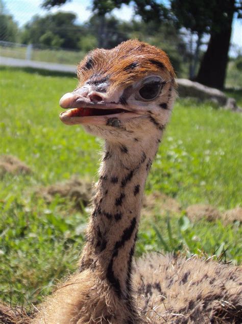 Ostrich Chick by Destroyah93 on DeviantArt