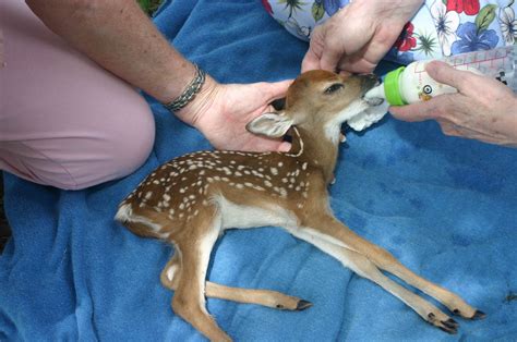 Funny Wallpapers: Baby deer, baby deer called, what is a baby deer called