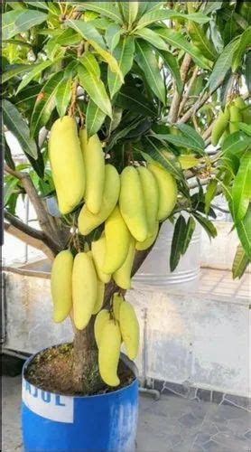 Full Sun Exposure Grafted Mango Plant - Bonsai Plants Nursery at Rs 75/plant in Lucknow