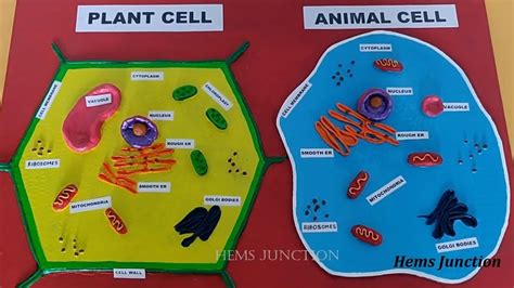 Animal Cell Project