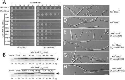 Nucleoid occlusion activity of the SlmA variants. A. Overnight cultures... | Download Scientific ...