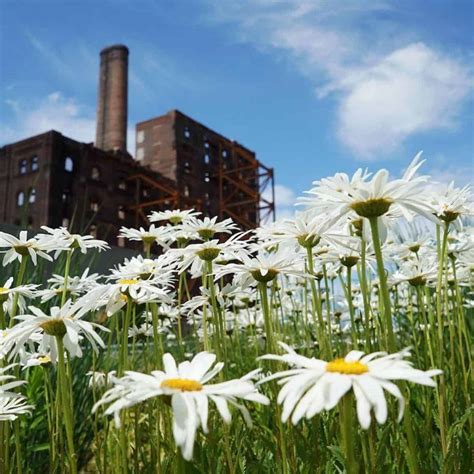 Shasta Daisy Care: How To Grow Leucanthemum Maximum