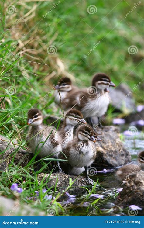 Ducklings by the Pond stock photo. Image of ducks, animal - 21261032