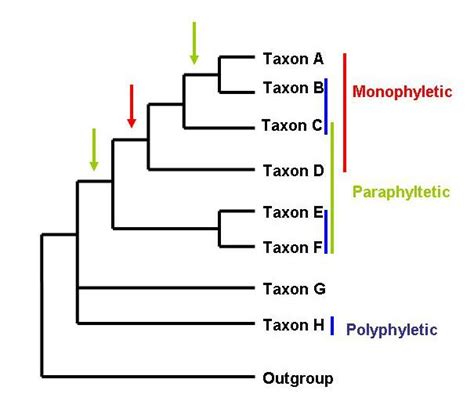 Having covered the basics of taxonomy and how to read phylogenetic ...