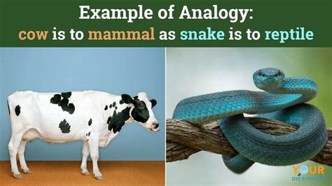 Analogy Examples for Kids | YourDictionary