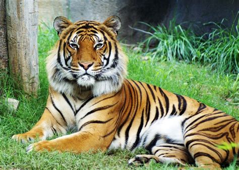 Malayan Tiger Facts, Habitat, Diet, Population, Pictures