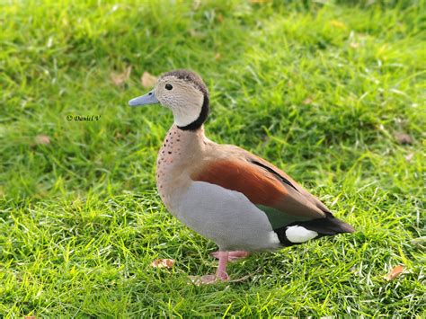 Les oiseaux du 27: Sarcelle a collier, Callonetta leucophrys