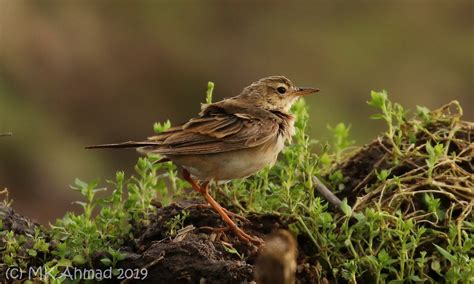 Call identification of Europe's first Paddyfield Pipit - The Sound Approach