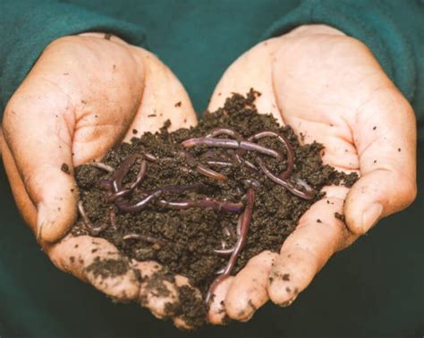 Vermicast 101: Good for Soil and Plants - Chelsea Green Publishing