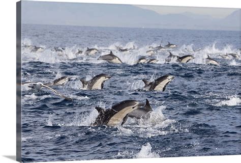 Common Dolphin pod surfacing, San Diego, California Wall Art, Canvas ...