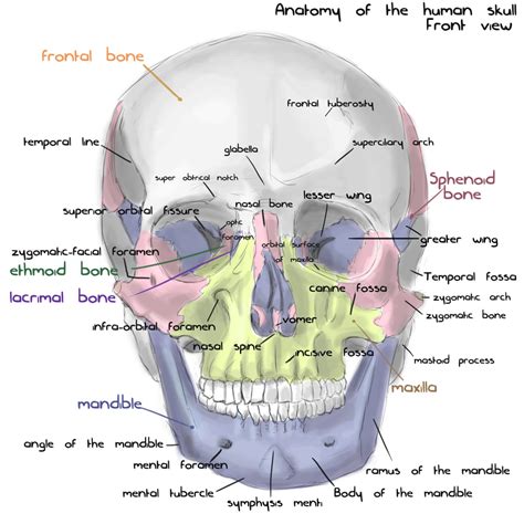 Annotated human skull anatomy - front view by shevans on DeviantArt