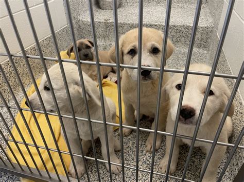 A dozen puppies taken to local shelter after destructive tornado in ...