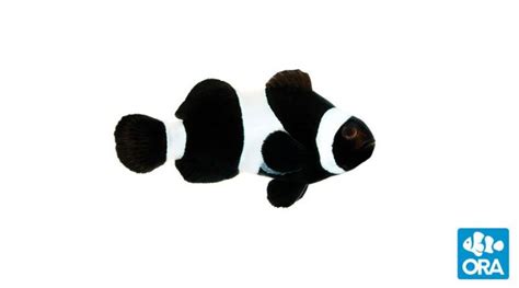 Black And White Clownfish