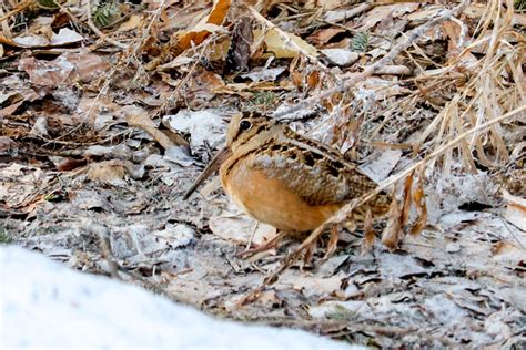 The American Woodcock: Facts, Identification, Photographs, and Videos