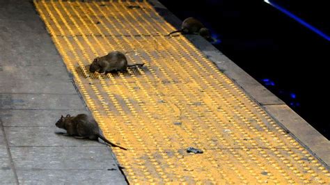 'Rats will hate this job posting' - New York City seeks rat tsar - BBC News