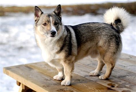 Why You Need To Know Everything About Corgi Husky Mix? - The Pet Town