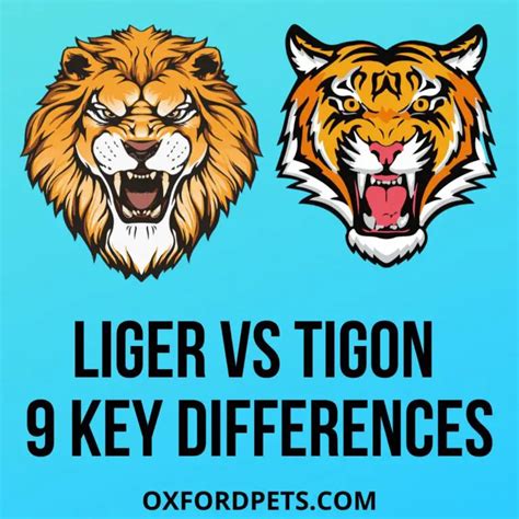 Liger Vs Tigon Comparison: 9 Key Differences - Oxford Pets