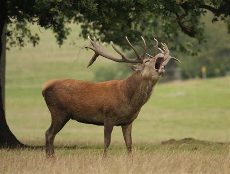 Deer | The Biggest Animals Kingdom