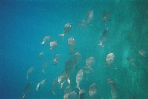 2005 July - Madeira underwater | Diving in Madeira with Mert… | Flickr