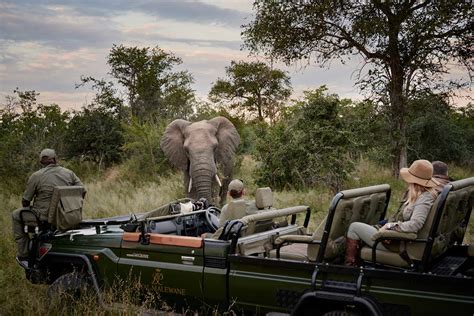 Thornybush Game Reserve Safari – South Africa | Rhino Africa