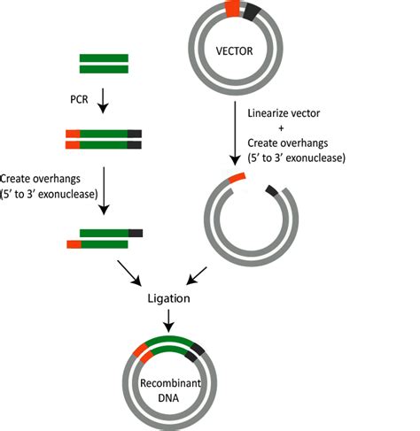 Cloning Step By Step