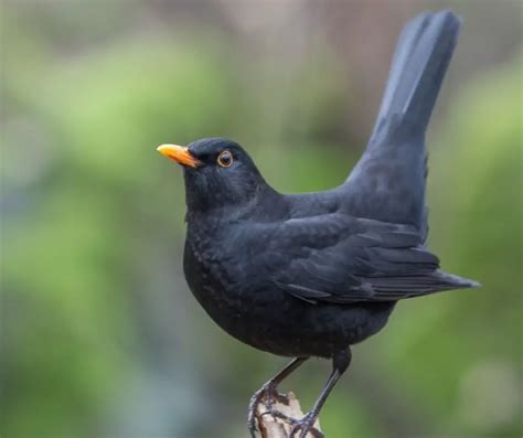 Blackbird Facts for Kids - KonnectHQ