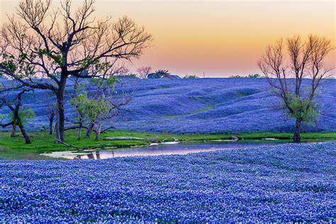 Texas Bluebonnets wallpapers, Earth, HQ Texas Bluebonnets pictures | 4K Wallpapers 2019