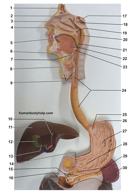 Digestive System Upper – Human Body Help