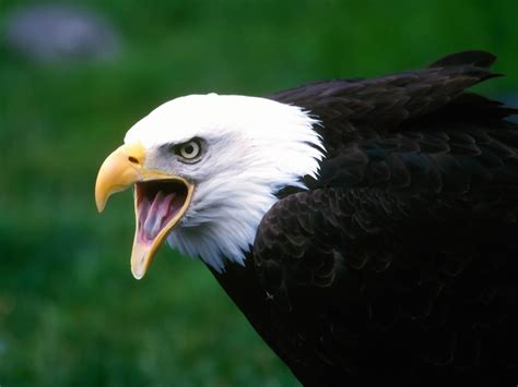 Bald Eagle with open beak photo HD wallpaper | Wallpaper Flare