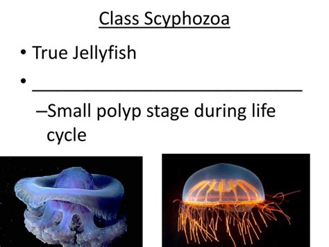 Anatomy Of The Class Scyphozoa Jellyfish Diagram