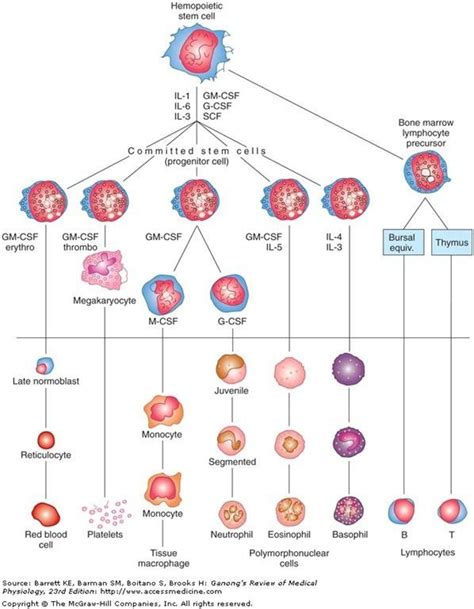 What are platelets? | Vinmec