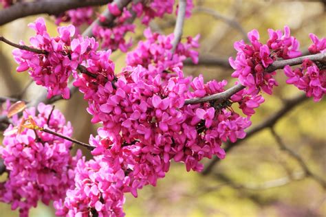 Redbud Tree Blossoms Close-up 2 Free Stock Photo - Public Domain Pictures