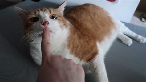 Boop The Cat Snoot - YouTube