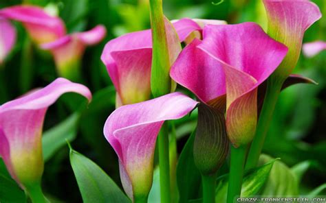 Calla Lilies wallpaper | 1920x1200 | #78149