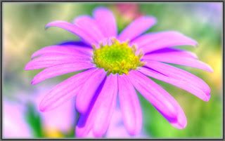 Short DOF Daisy | Double tone-mapped and extra short f/5 DOF… | Flickr