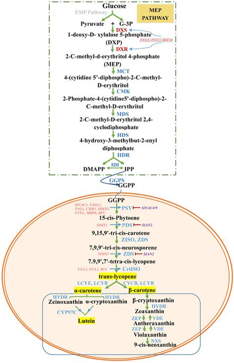 The pathway of carotenoid biosynthesis and its transcriptional ...