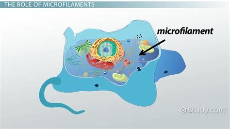 Microfilaments: Definition, Function & Structure - Video & Lesson Transcript | Study.com